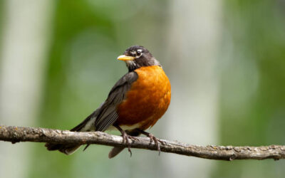 Two best friends and a Robin